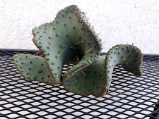 Opuntia engelmannii lindheimer for sale  Mira Loma