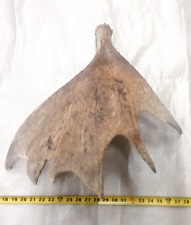 Real moose antler for sale  USA