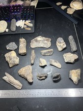Texas cretaceous fossil for sale  Webster