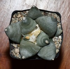 Ariocarpus retusus retusus for sale  Benson