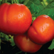 Seeds celebrity tomato for sale  Spring City