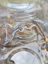 Live morphed tadpoles for sale  Licking