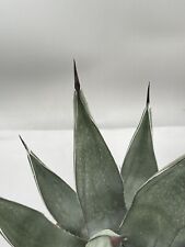 Agave nigra pelle usato  Monterosso Almo