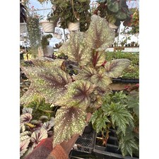 BEGONIA ‘SHADOW KING ROSE’ comprar usado  Enviando para Brazil