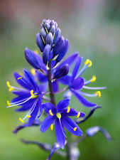 Blue large camas for sale  Canton