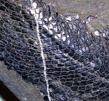 fossil fish for sale fossil fish for sale SOLIHULL