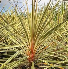 Cordyline australis cabbage for sale  NORTHWICH