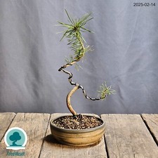 Bonsai pinus mugo usato  Merate