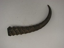 springbok horns for sale springbok horns for sale KING'S LYNN