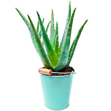 Aloe vera 35cm for sale  UK