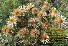 thistle gebraucht kaufen thistle gebraucht kaufen Langenfeld (Rheinland)