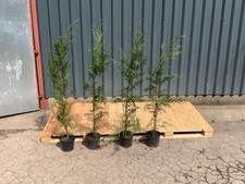 Green leylandii hedging for sale  HEREFORD