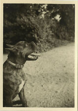 Photo ancienne vintage d'occasion  Paris XI