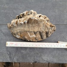 Mammut zahn fossil gebraucht kaufen  Bruchhausen-Vilsen