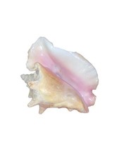 Large conch seashell for sale  Hulbert