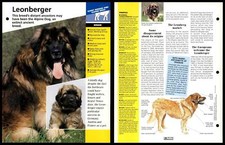 Leonberger breed dogs for sale  SLEAFORD