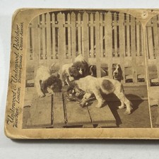 Stereoview card 1900 for sale  Wynantskill