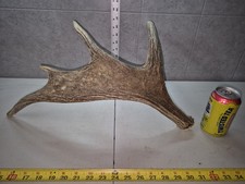 Canadian moose antler for sale  Valley City