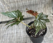 Angle wing begonia for sale  Lilburn