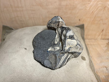 Small ichthyosaur bone for sale  State College