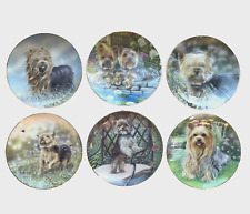 Yorkshire terrier dog for sale  Pahrump
