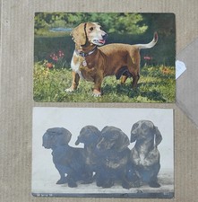 Cane bassotto dachshund usato  Italia