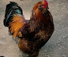 Easter egger fertile for sale  Haysi