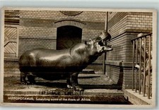 39152038 hippopotamus zoo gebraucht kaufen  Eimeldingen