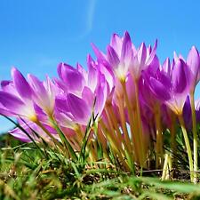 Crocus ruby giant for sale  BIRMINGHAM