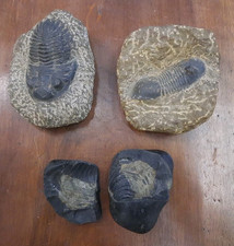 Lotto fossili trilobite usato  Roma