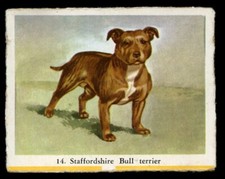Staffordshire bull terrier d'occasion  Expédié en Belgium