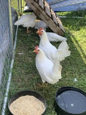 leghorn roosters for sale leghorn roosters for sale Lockridge