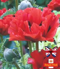 Oriental poppy king for sale  CHIGWELL