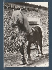 Cpsm 1960 faune d'occasion  Bourg-en-Bresse