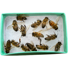 Bees freshly dead for sale  Frederick