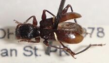 Cerambycidae euderces picipes for sale  Depauw