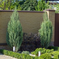Moonglow juniper tree for sale  Matthews