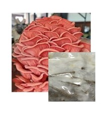 Bay hydro pink for sale  Rocklin