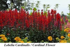 Sementes LOBELIA Cardinalis RED FLAME CARDINAL QUEEN Prêmio GANHAR Semente LONGA DURAÇÃO + comprar usado  Enviando para Brazil