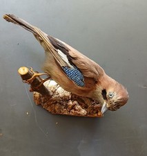 Tierpräparat taxidermie hähe gebraucht kaufen  Rüdersdorf