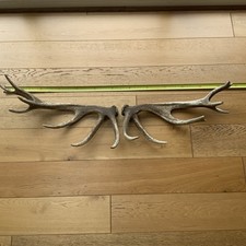 Red deer antler for sale  PONTYPRIDD