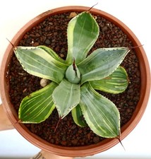Agave parryi troncata usato  Napoli
