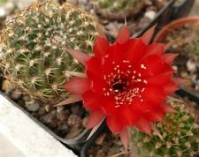 Cactus pianta grassa usato  Cagliari