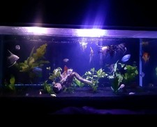 Gallon aquarium for d'occasion  Expédié en Belgium