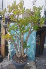 Huge trumpet jade for sale  San Marcos