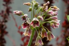 Allium bulgaricum nectaroscord for sale  CRAWLEY