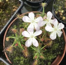 Drosera scorpioides pygmy for sale  PRESCOT