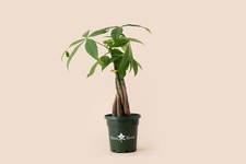 braided money tree for sale braided money tree for sale Columbus