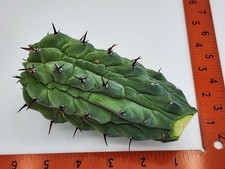 Myrtillocactus geometrizans gl for sale  Murrieta