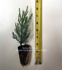 Giant sequoia trees for sale  Albany
